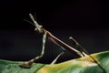 Insect of the Empusidae family characterized by its stick-like appearance Royalty Free Stock Photo