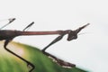 Insect of the Empusidae family characterized by its stick-like appearance Royalty Free Stock Photo