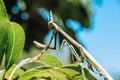 Insect of the Empusidae family characterized by its stick-like appearance Royalty Free Stock Photo