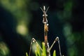 Insect of the Empusidae family characterized by its stick-like appearance Royalty Free Stock Photo