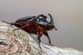 European rhinoceros beetle - Oryctes nasicornis