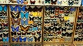 Insect exhibition, different colorful bright butterflies in boxes with spread wings, many beautiful butterflies, entomology,