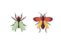 Insect features vibrant red and yellow wings with a similarly structured Royalty Free Stock Photo