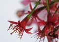 Insect feeding on Cherry Flower Royalty Free Stock Photo