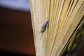 Insect feeding on paper - silverfish Royalty Free Stock Photo