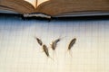 Pest books and newspapers. Insect feeding on paper - silverfish of several pieces near the open book. Royalty Free Stock Photo