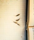 Pest books and newspapers. Insect feeding on paper - silverfish of several pieces near the open book Royalty Free Stock Photo