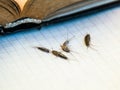 Pest books and newspapers. Insect feeding on paper - silverfish of several pieces near the open book Royalty Free Stock Photo