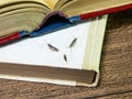 Pest books and newspapers. Insect feeding on paper - silverfish of several pieces near the open book Royalty Free Stock Photo