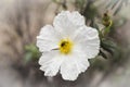 Insect feeding on pollen and nectar on a flower Royalty Free Stock Photo