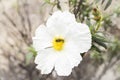 Insect feeding on pollen and nectar on a flower Royalty Free Stock Photo