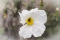 Insect feeding on pollen and nectar on a flower Royalty Free Stock Photo