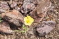 Insect feeding on pollen and nectar on a flower Royalty Free Stock Photo