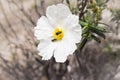 Insect feeding on pollen and nectar on a flower Royalty Free Stock Photo