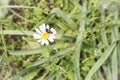 Insect feeding on pollen and nectar on a flower Royalty Free Stock Photo