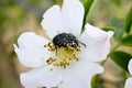insect feeding up inside the Dog Rose bloom. Royalty Free Stock Photo
