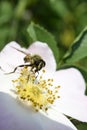 insect feeding up inside the Dog Rose bloom. Royalty Free Stock Photo