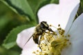 insect feeding up inside the Dog Rose bloom. Royalty Free Stock Photo