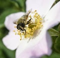 insect feeding up inside the Dog Rose bloom. Royalty Free Stock Photo
