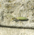 Insect female praying mantis Royalty Free Stock Photo