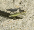 Insect female praying mantis Royalty Free Stock Photo