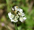 Insect fight on a flower