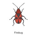 Insect firefly vector icon.Color vector icon isolated on white background insect firefly Royalty Free Stock Photo