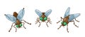 Insect Flies Front and Top View. Agile, Winged Arthropods With Six Legs And Compound Eyes., Play Crucial Roles