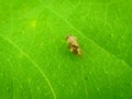 Insect flies on green leave Royalty Free Stock Photo