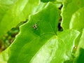 Insect flies on green leave Royalty Free Stock Photo