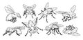 Insect Flies Poses Monochrome Black and White Vector icons Set. Winged Arthropods Species with Compound Eyes Royalty Free Stock Photo