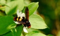 Insect on flower