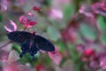 Insect on flower bloom in the nature habitat. a butterfly in Costa Rica. Wildlife nature. Tropic butterfly in the jungle fores.