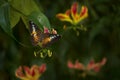 Insect on flower bloom in the nature habitat. a butterfly in Costa Rica. Wildlife nature. Tropic butterfly in the jungle fores.