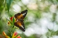 Insect on flower bloom in the nature habitat. a butterfly in Costa Rica. Wildlife nature. Tropic butterfly in the jungle fores.