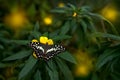 Insect on flower bloom in the nature habitat, Citrus swallowtail or Christmas butterfly, Papilio demodocus. Butterfly in Zimbabwe Royalty Free Stock Photo
