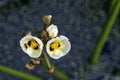 Insect on the flower giant arrowhead