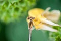 Insect on flower