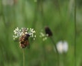 insect on the flower of a narrowleaf plantain