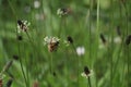 insect on the flower of a narrowleaf plantain