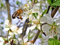 Insect on flower plum