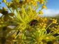 Insect flower pollination beautiful natural macro beetle