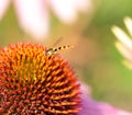 Insect on the flower