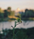 Insect and flower, yellow flower, beautiful view, summer atmosphere, summer vibes