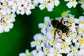 Insect on flowering white medicinal wild herb Yarrow Achillea millefolilium. Small blooming wild field flowers on the