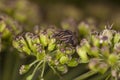 Insect on flowers Royalty Free Stock Photo