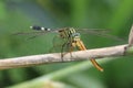 Dragonfly eat insect predator canibal Royalty Free Stock Photo