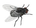 Insect fly isolated on white background.