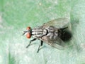 Insect fly macro Royalty Free Stock Photo