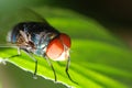 Insect fly macro Royalty Free Stock Photo